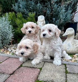 Maltipoo,Pudel,Maltezak - 3