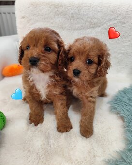 Cavapoo - 3