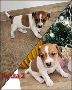 Jack russel terier - 3