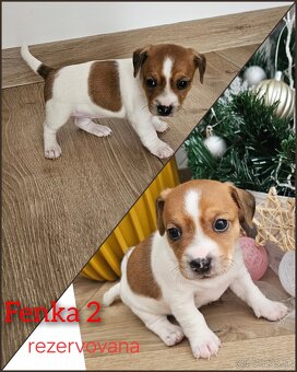 Jack russel terier - 3