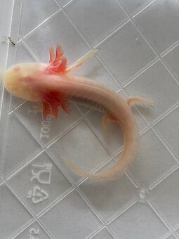 Axolotl mexický - 3