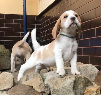 Bígel Bigl Beagle s PP FCI (bicolor, tricolor) - 3