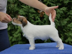 Jack russel terier - 3