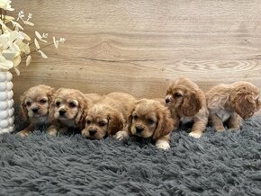 Cavapoo - 3