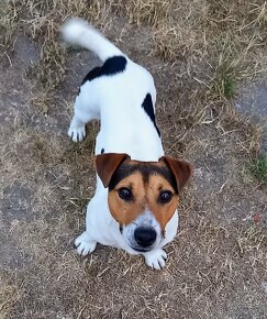 Jack Russell terier - 3