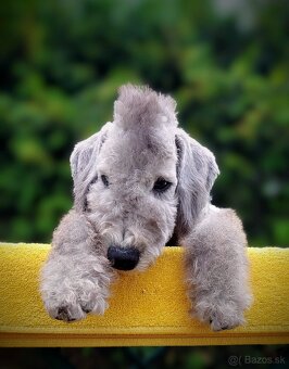 Bedlington teriér - 3