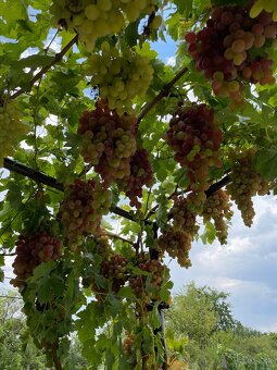 Odrezky stolového viniča - ukrajinské odrody - 1,5€ - 3