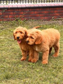 Goldendoodle / Pudel / - 3