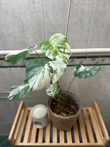 Monstera albo - 3