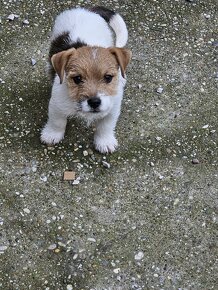 Jack Russel Terriers šteniatká na predaj - 3