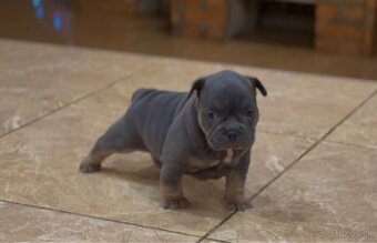 American Bully Micro - 3