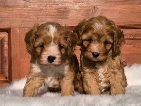 Cavapoo - 3