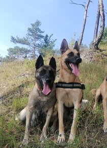 Belgický ovčiak - malinois - 3