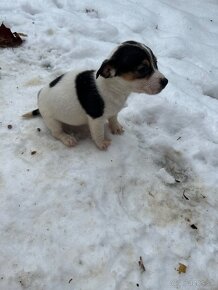 Jack russel terier - 3