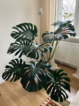 Monstera - 3