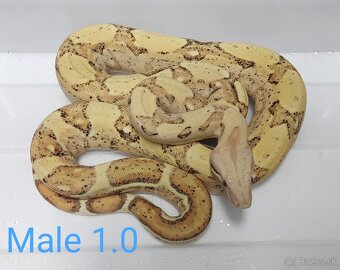 Boa Constrictor i.VPI Sunglow 1.1 subadult - 3