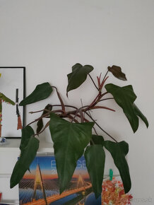 philodendron red - 3