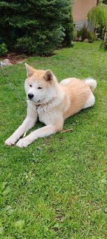 Akita inu - 3