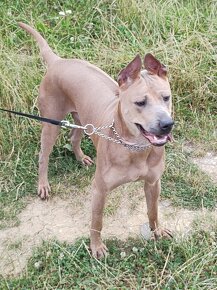 Adopcia Thajský ridgeback, Thai Ridgeback Dog - 3