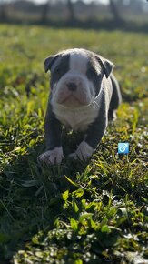 American bully - 3