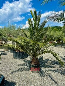 Palma PHOENIX CANARIENSIS (ĎATLOVNÍK KANÁRSKY - 3