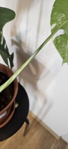 Monstera Albo Variegata - 3