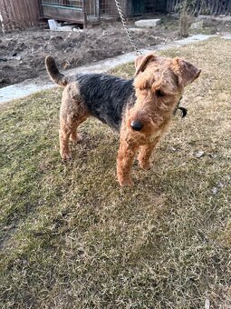 Welsh terrier - 3