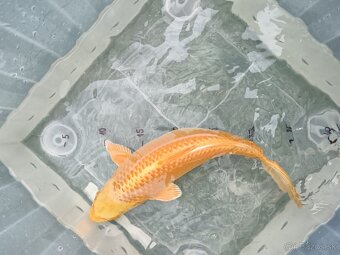Koi - kapre 35 cm - 3