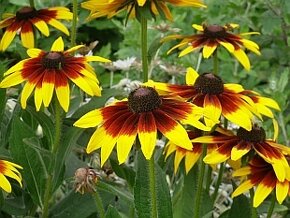 Rudbeckia srstnatá žltá - 3