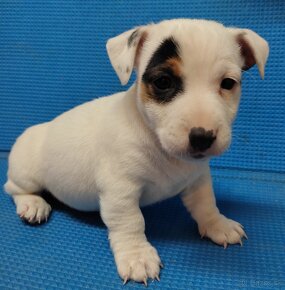 Jack russel terier - 3