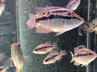 Salvini cichlid - 3