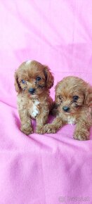 Cavapoo,kavapoo mini,cavapo - 3