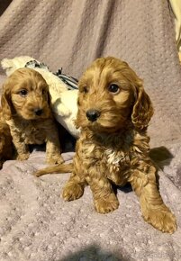 Cockapoo puppys - 3