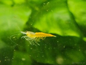 Krevetky neocaridina  zig zag - 3