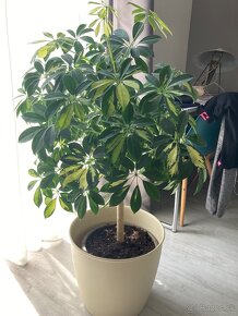 Schefflera - 3