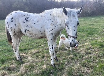 Appaloosa žrebec 100% FPD - 3