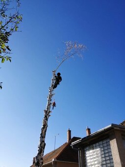 Arboristické a Pilčícke práce - 3