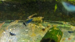 Krevetky caridina hybrid - 3