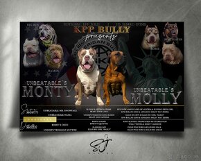 American bully xl - 3