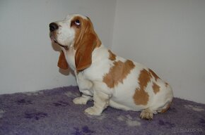 Basset hound dievcatko - 3