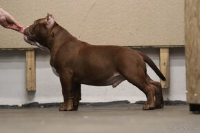 American Bully - 3