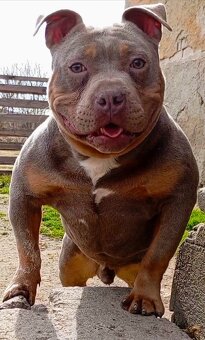 American bully pocket - 3