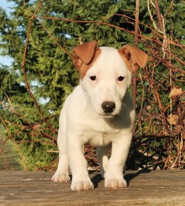 Jack Russel Terier - 3