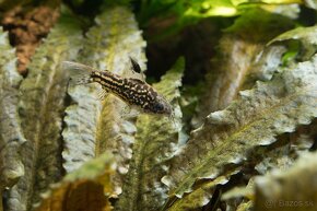 Corydoras Nanus - Pancierniček Drobný - 3