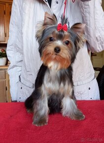 YORKSHIRE TERRIER  s PP - psík - 3