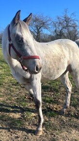 Appaloosa kobylka na predaj - 3