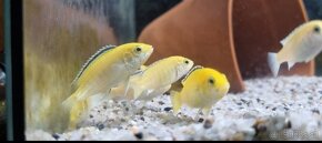 Labidochromis Caeruleus Yellow - 3