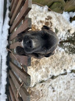 Cane Corso - 3