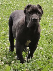 Cane Corso s PP - 3