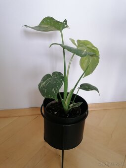 Monstera thai constalation - 3